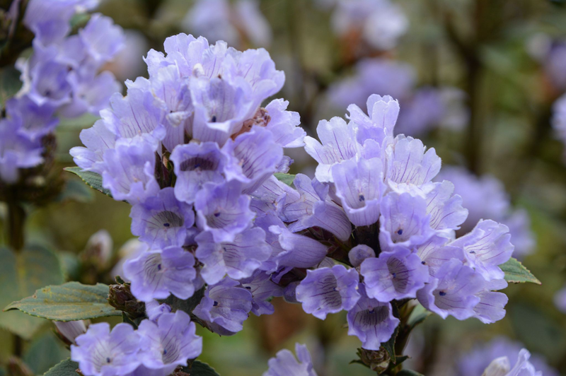 Neelakurinji Bloom